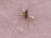 Tenuiphantes sp.